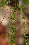 Coastal plain St. Johns wort